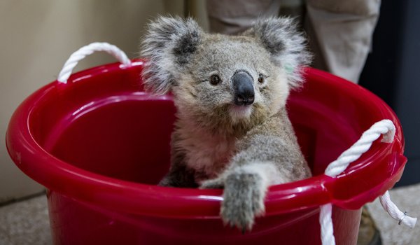 Citi Australia is partnering with Taronga Conservation Society, and sponsoring the Koala exhibit | Photographer: Rick Stevens